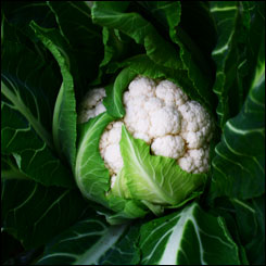 Choux fleur biologique cultivé près de chez vous!