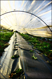 Les fraises poussent pour le plus grand plaisir des papilles!