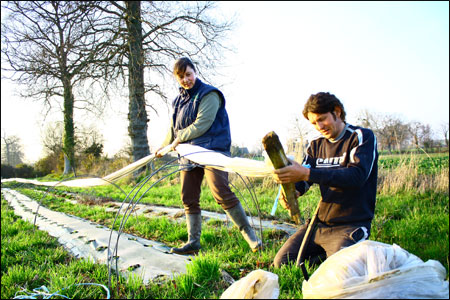 Michel et Florence installent les tunnels sur les fraises.