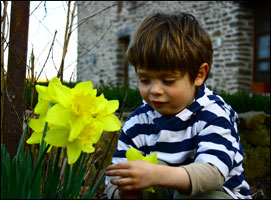 La découverte des jonquilles?